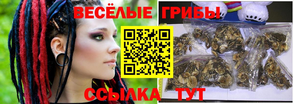 Псилоцибиновые грибы Psilocybe Зерноград